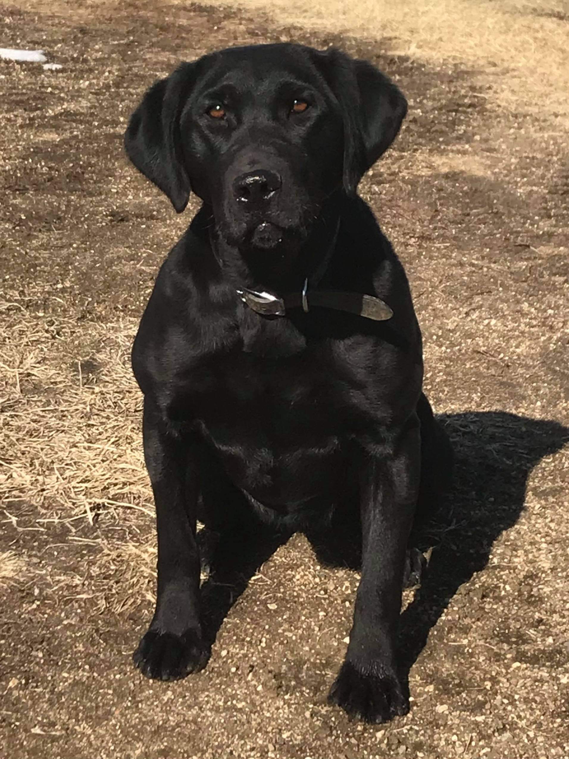 Grace Retriever's Lucy | Black Labrador Retriver