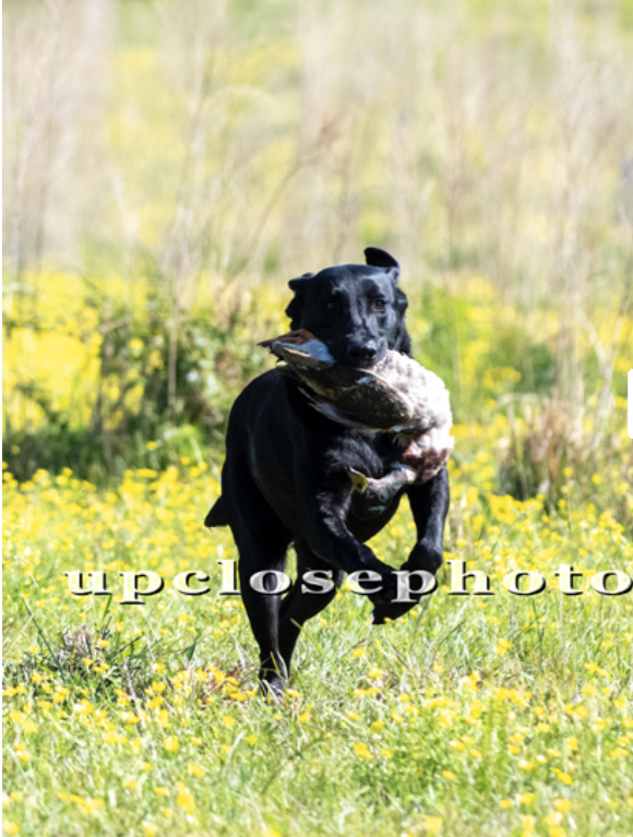 HRCH Addys Sweet Baby Rae MH | Black Labrador Retriver