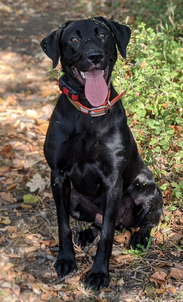 Birdtown Dutches' Mighty Miss Sippi | Black Labrador Retriver