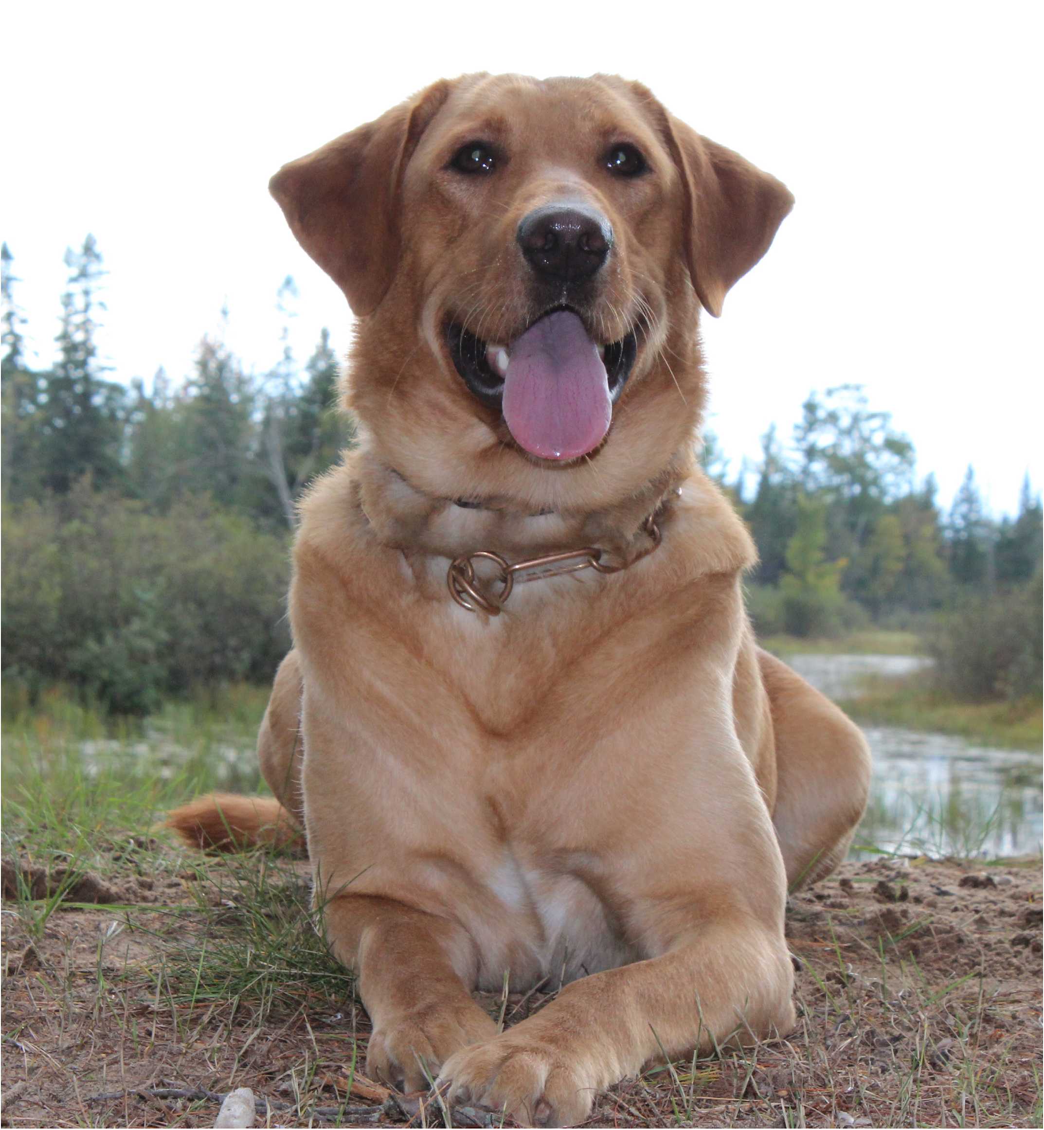 Fastimes Sergeant Friday | Yellow Labrador Retriver