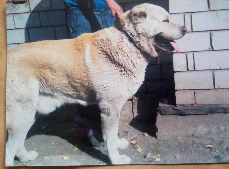 L-Bek | Central Asian Shepherd Dog 