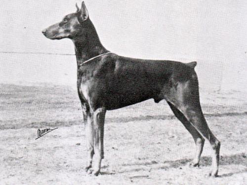 Steb's Top Skipper | Black Doberman Pinscher