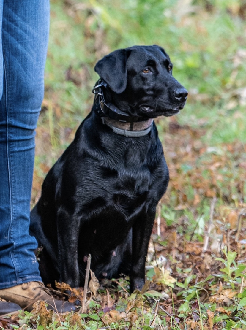 Bdl's Miss Zelda | Black Labrador Retriver