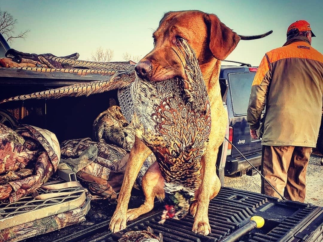 HR Tiny Tank The Flying Fortress | Yellow Labrador Retriver