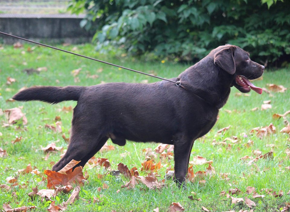 Gringo Sa Delte Peka | Chocolate Labrador Retriver