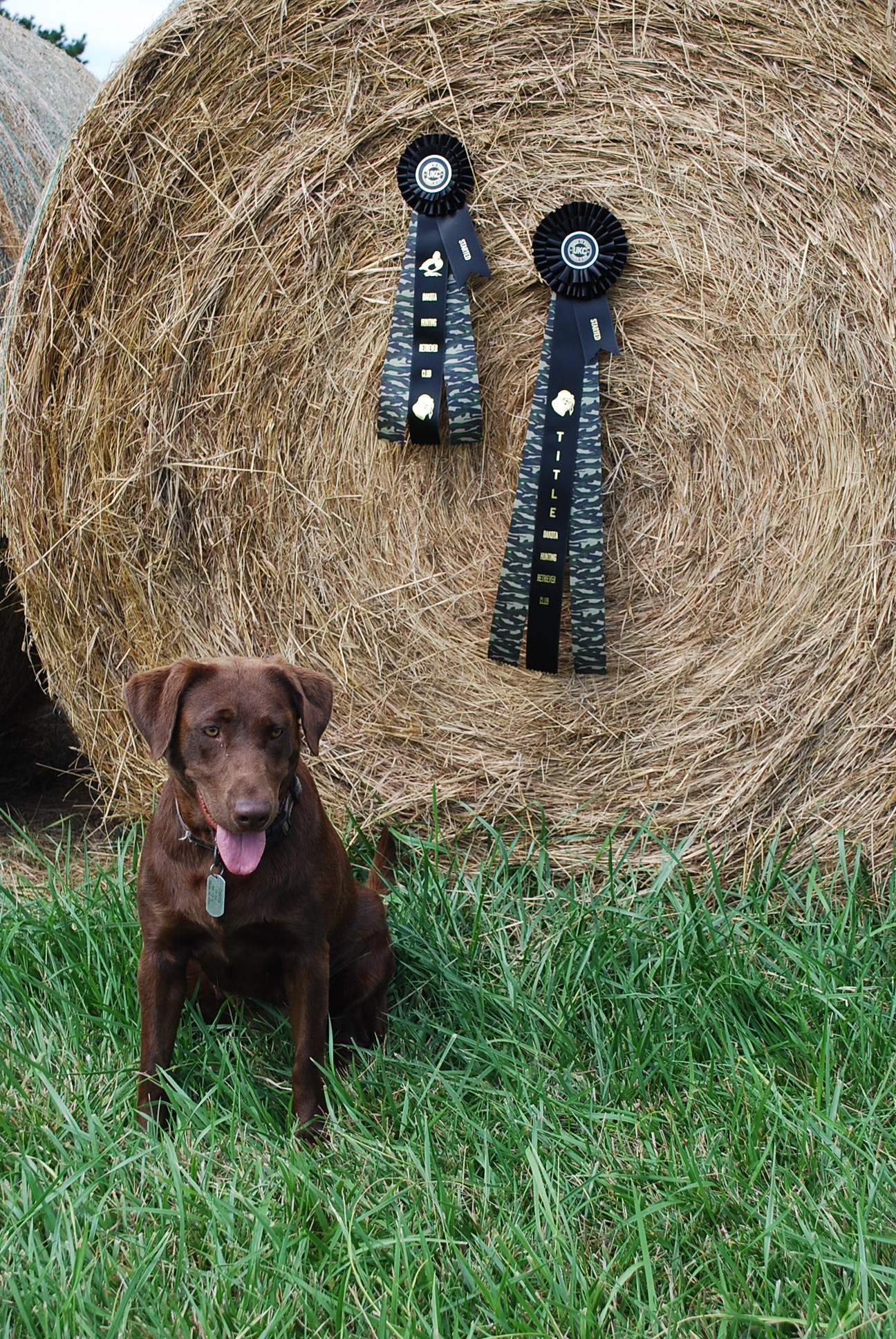 CPR SHR Dakota Of Bak's Pointing Labs | Chocolate Labrador Retriver