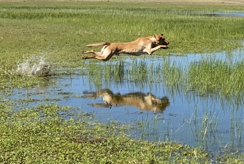 SHR Duck Busters Duck Lightning JH | Yellow Labrador Retriver