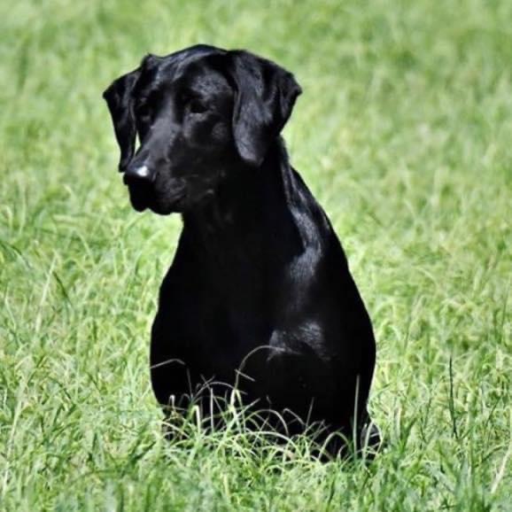 HRCH Calhoun’s Bayou Attitude Abby MH | Black Labrador Retriver