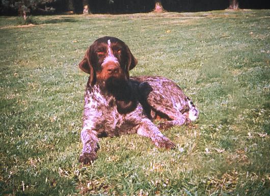 Bee II vom Gehrenberg | German Wirehaired Pointer 