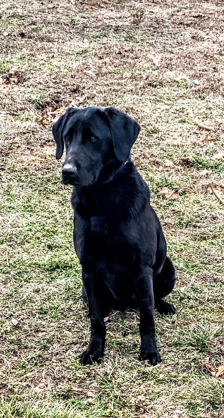 Kell's BlackList Bird Agent | Black Labrador Retriver