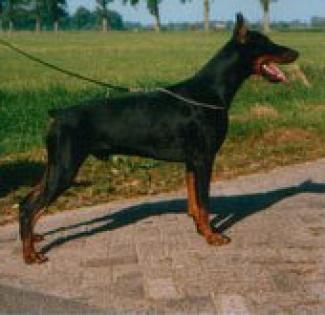 Queston Les Deux Peupliers | Black Doberman Pinscher