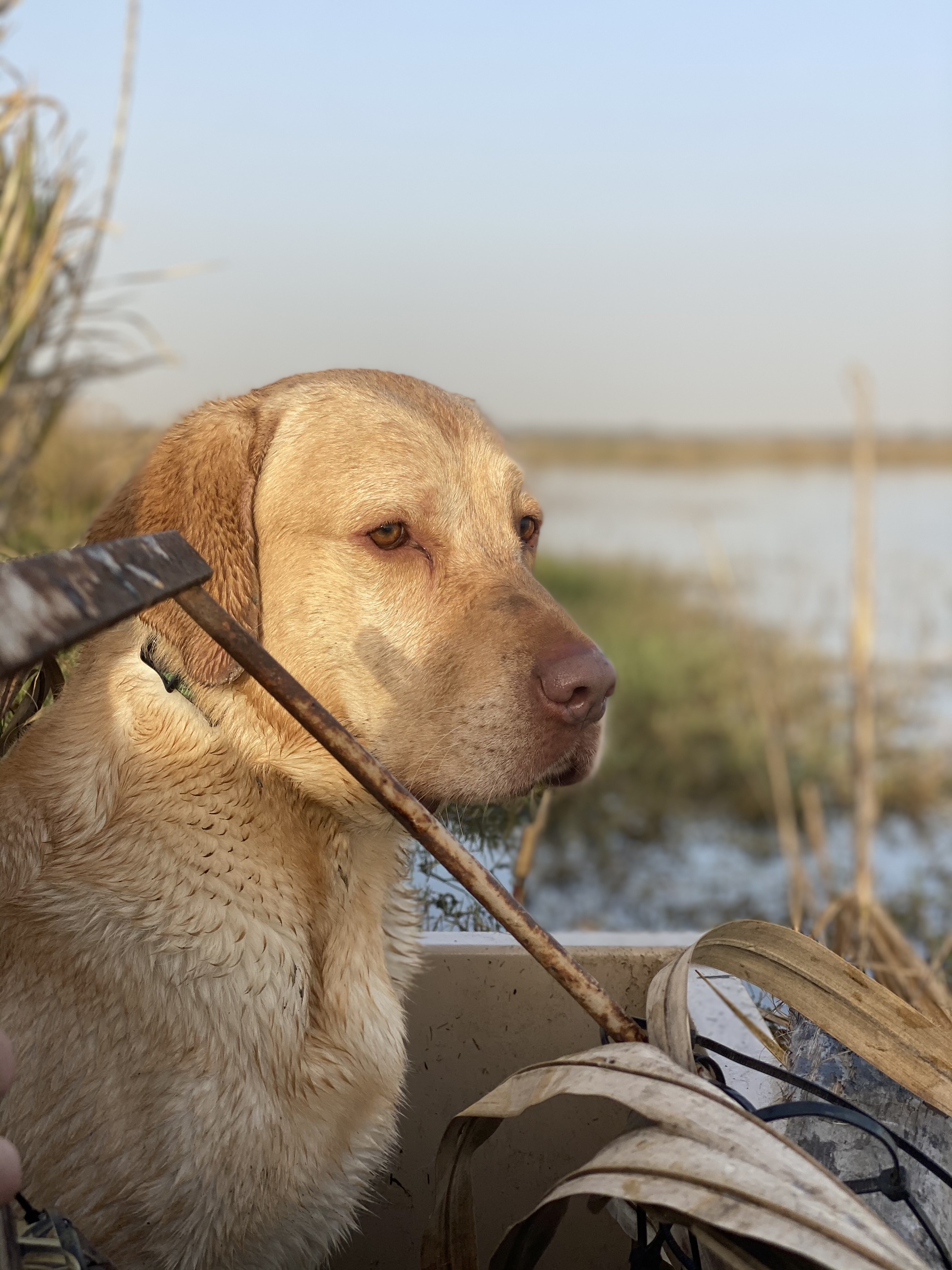 HR Romans Ten Fifteen JR | Yellow Labrador Retriver