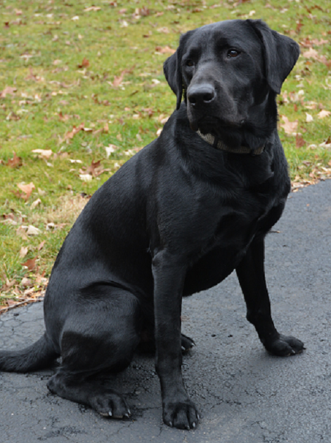 GRHRCH Telluride High Sierra MH | Black Labrador Retriver