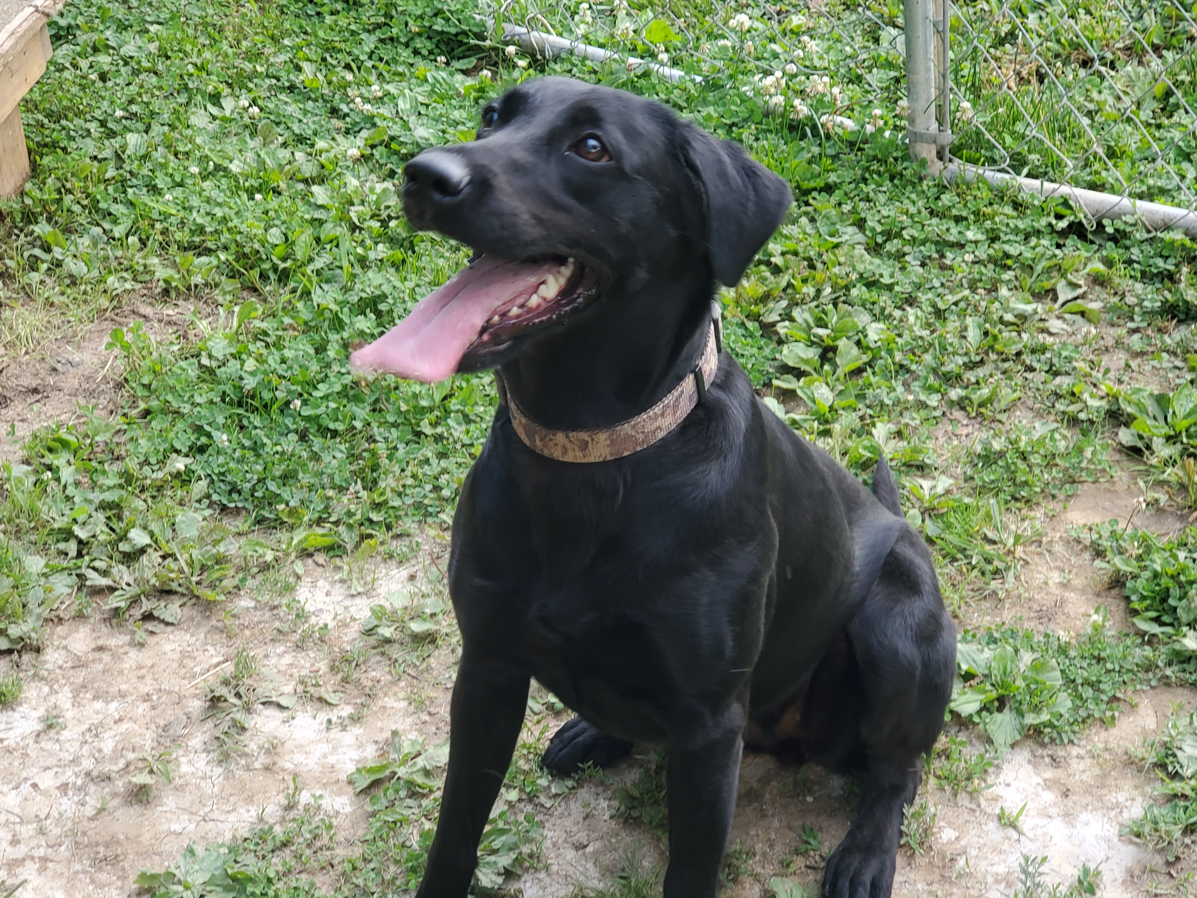 Big Water Dreams Diamond In The Rough | Black Labrador Retriver