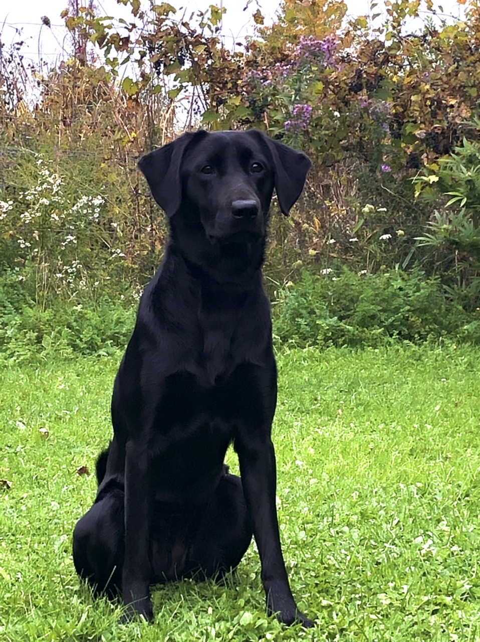 Maplepond Keys Ii Pipers Peaches | Black Labrador Retriver