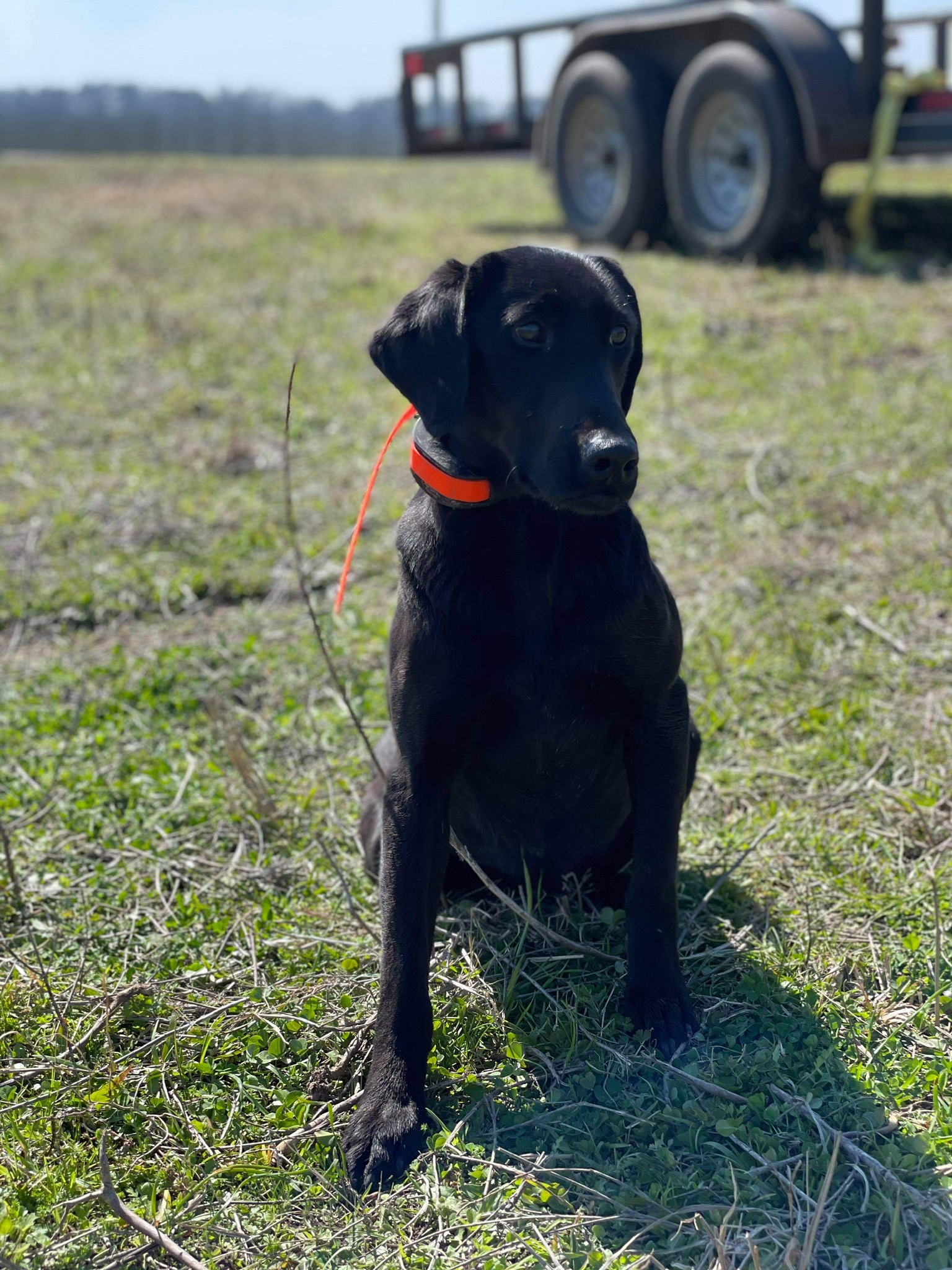 WSD Wild Wings Lucy | Black Labrador Retriver