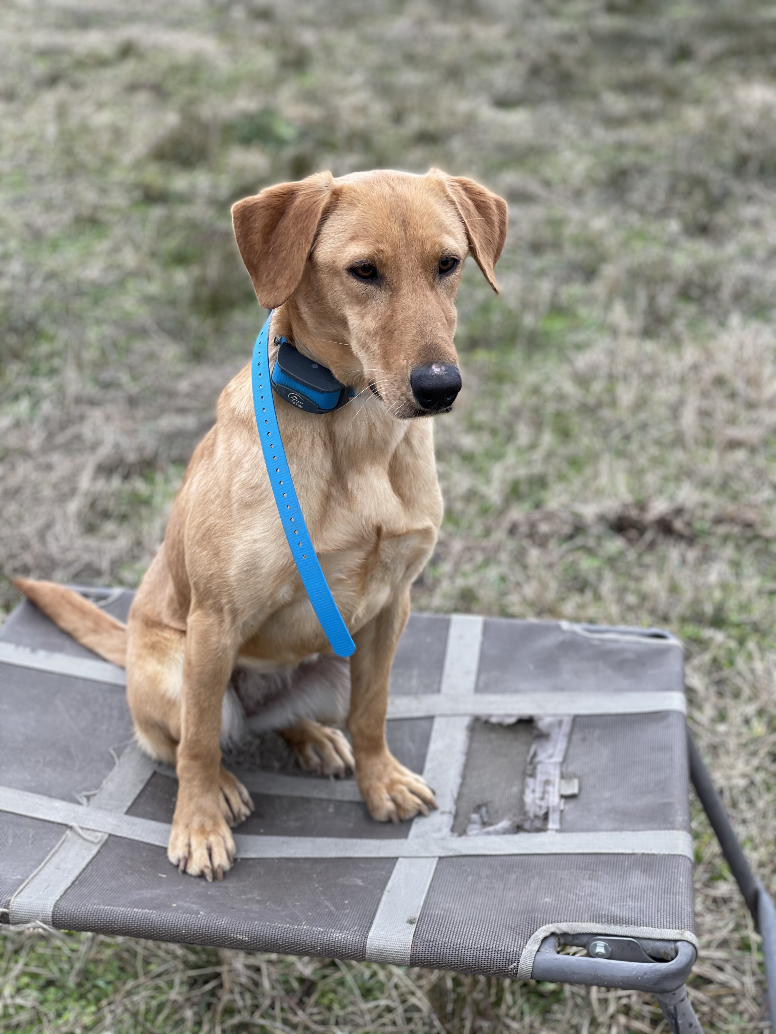 Lucas’ Birdie Avery | Yellow Labrador Retriver