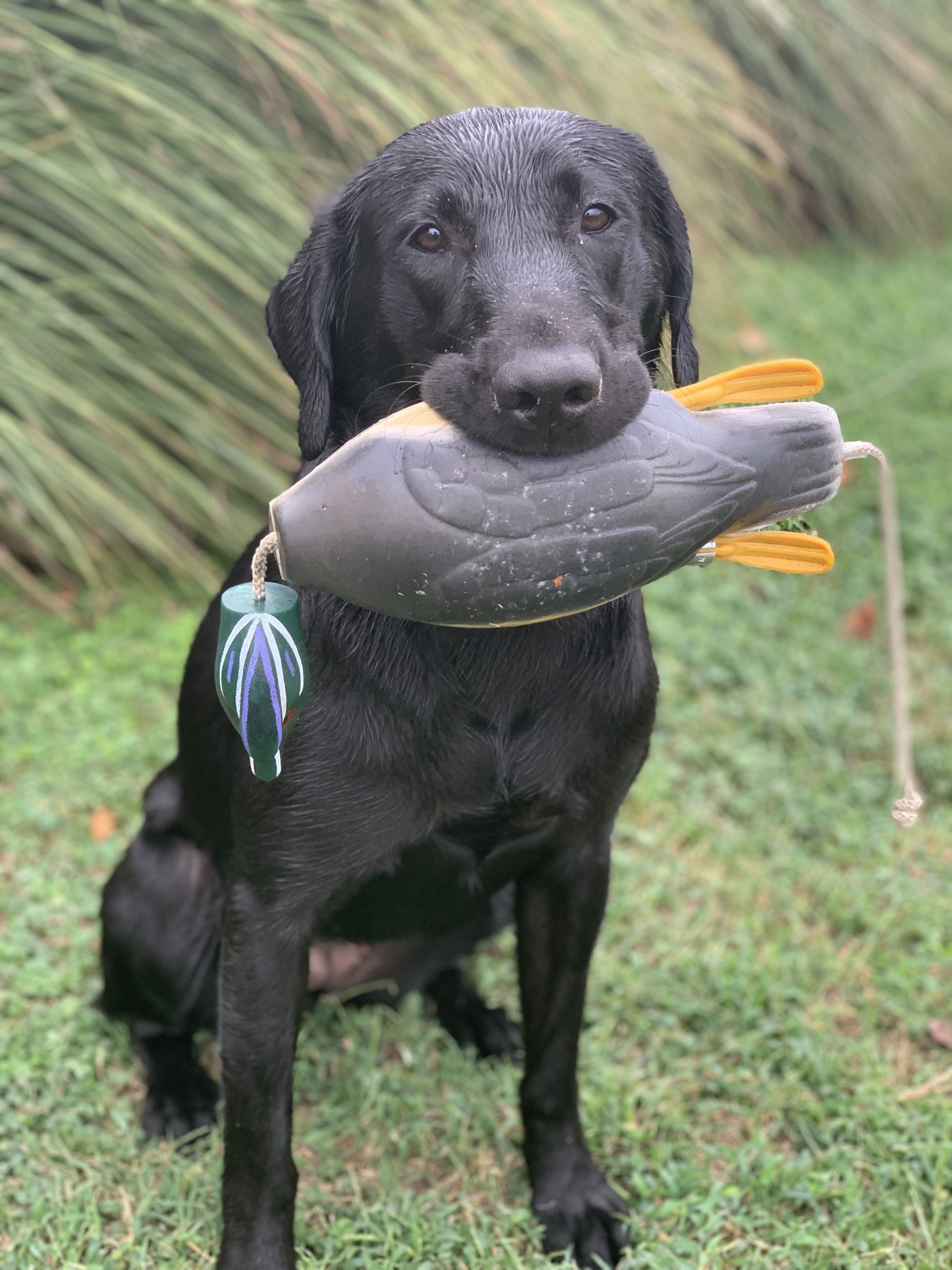 Backriver Beachwood Delta Flame Lily JH | Black Labrador Retriver