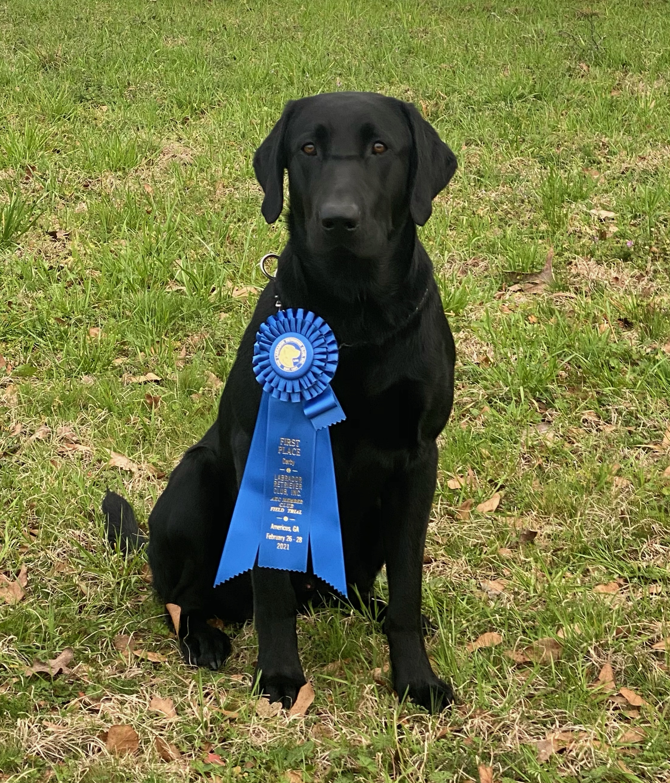 Seaside's Sippin At The Soggy Dollar NDL QAA | Black Labrador Retriver