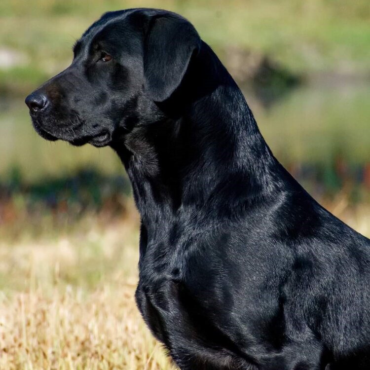 DMR Fog Cutter's Magical Dream MH, 2021 Master National Qualifier | Black Labrador Retriver