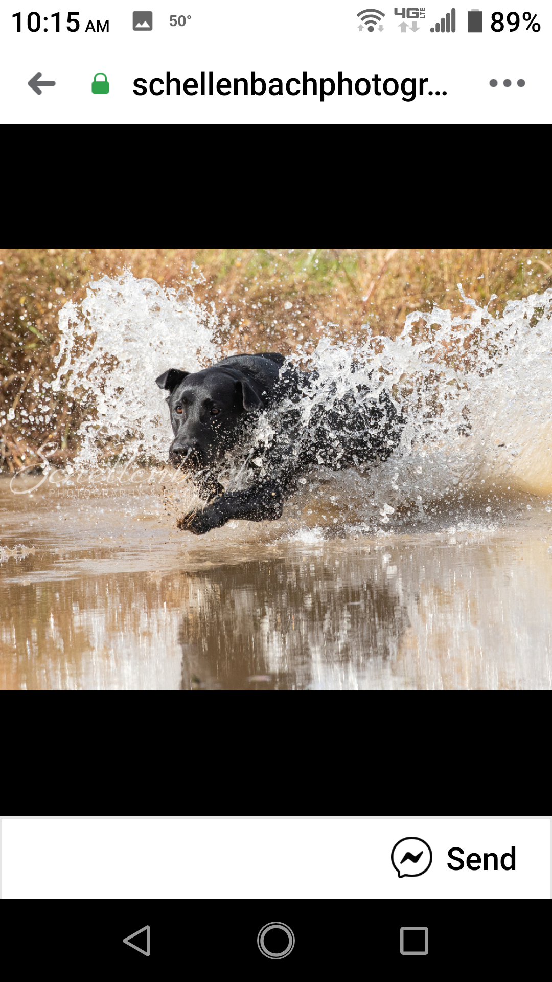 Georgia's Annie Oakley Hits Her Mark JH | Black Labrador Retriver