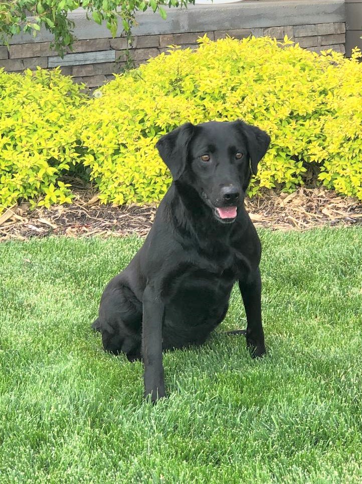 Wright's Hilltop El Star Suzy | Black Labrador Retriver