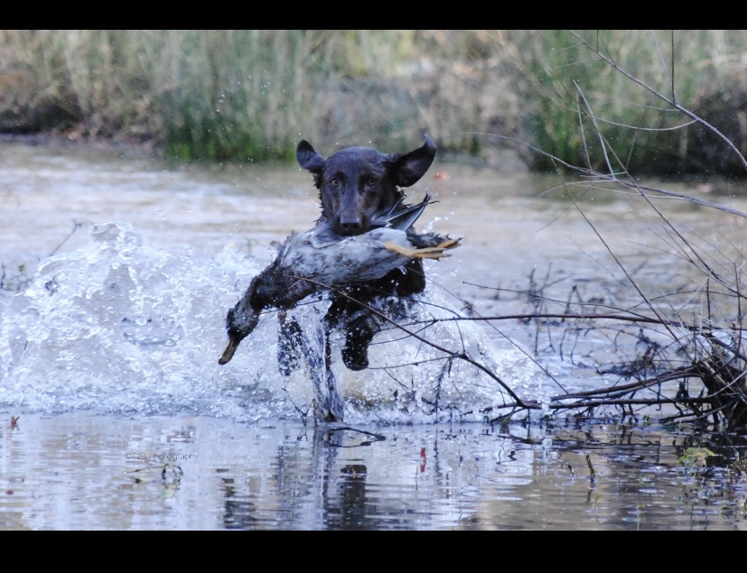 HRCH LSKs Love You To Moon | Chocolate Labrador Retriver