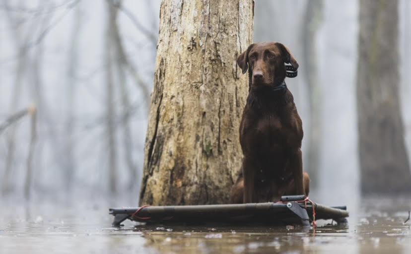 HRCH LSKs Love You To Moon | Chocolate Labrador Retriver