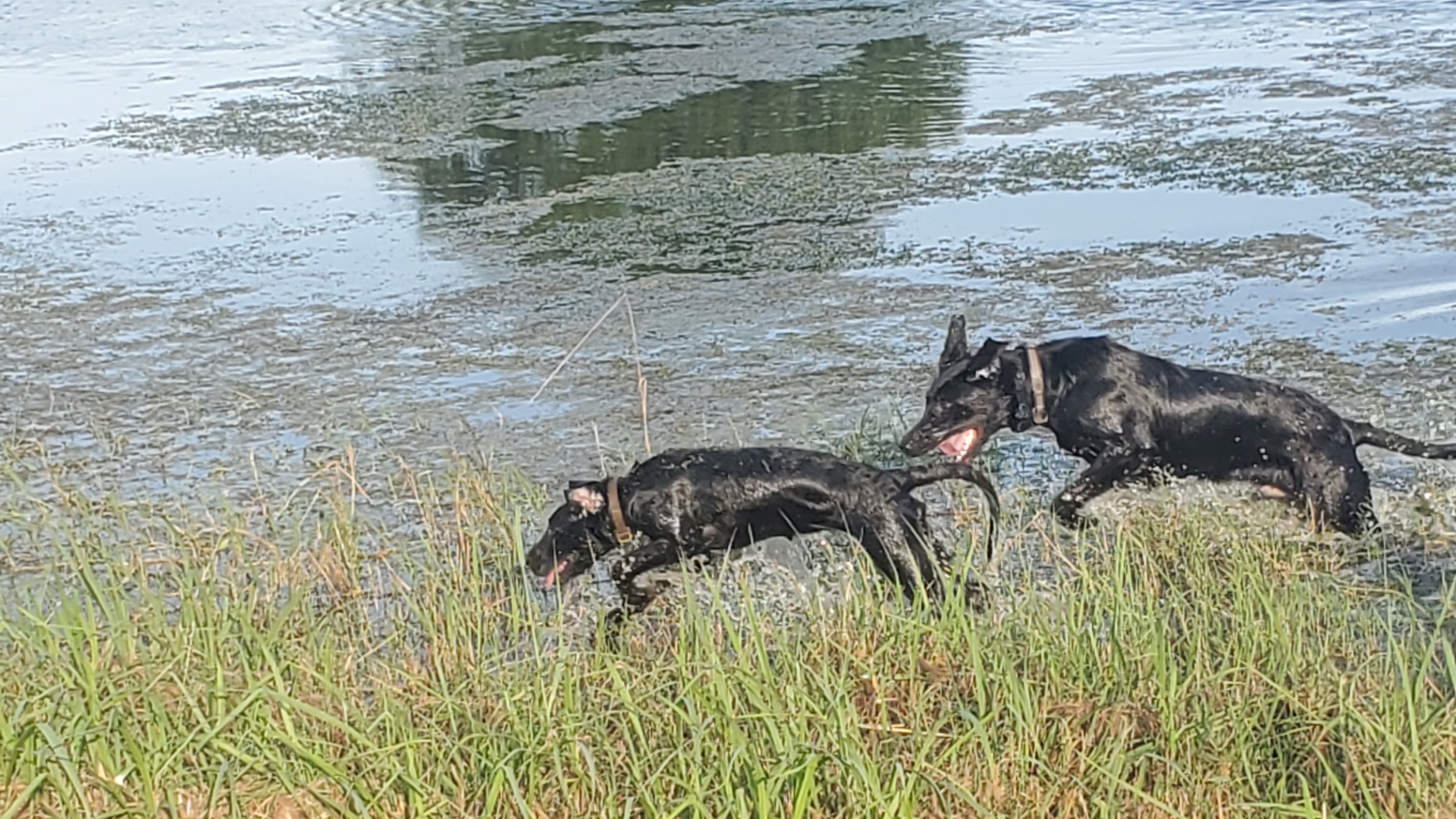 Chu-doc Rising From The Shadows JH | Black Labrador Retriver