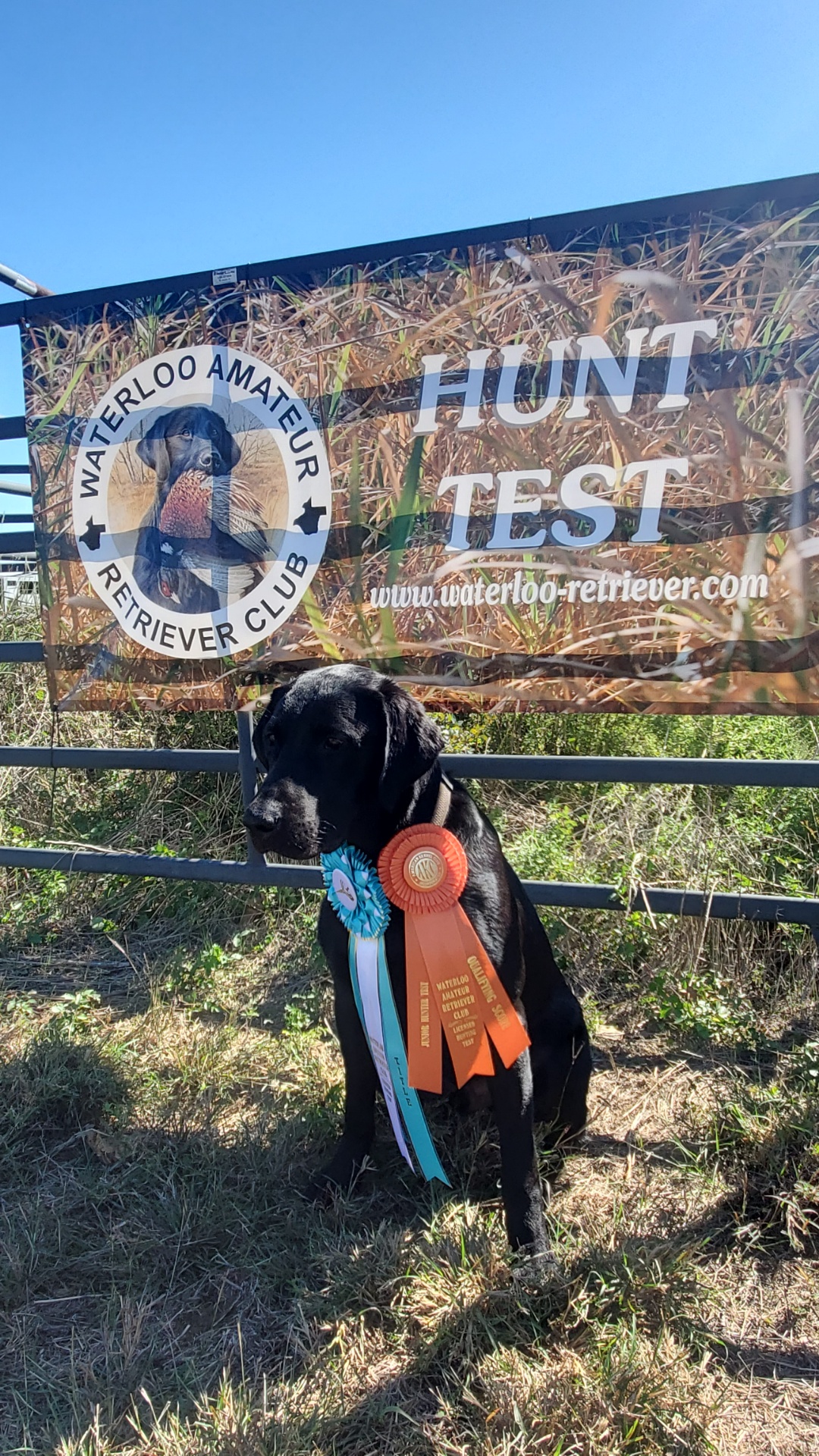 Chu-doc Rising From The Shadows JH | Black Labrador Retriver