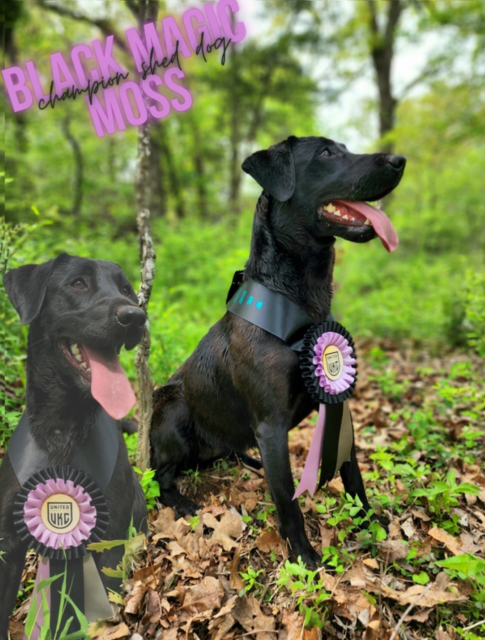 CHSD Black Magic Moss JH | Black Labrador Retriver