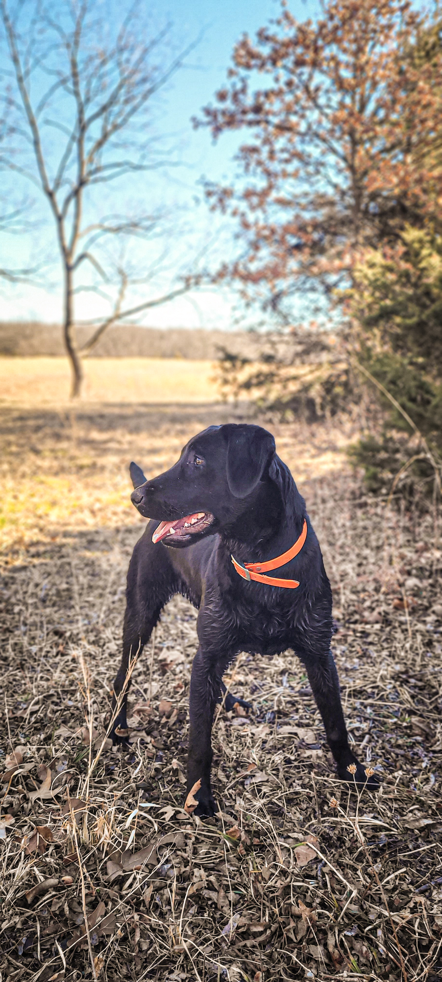 CHSD Black Magic Moss JH | Black Labrador Retriver