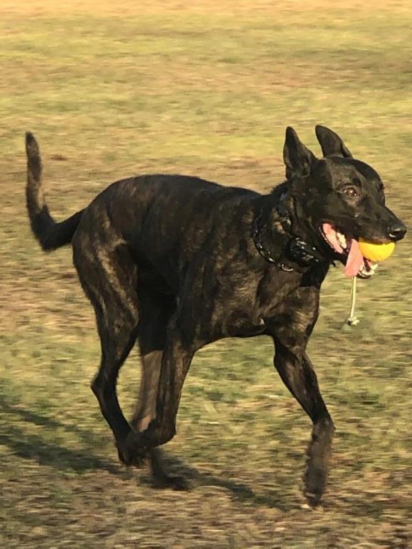 Van Leeuwen’s The Lion | Dutch Shepherd 