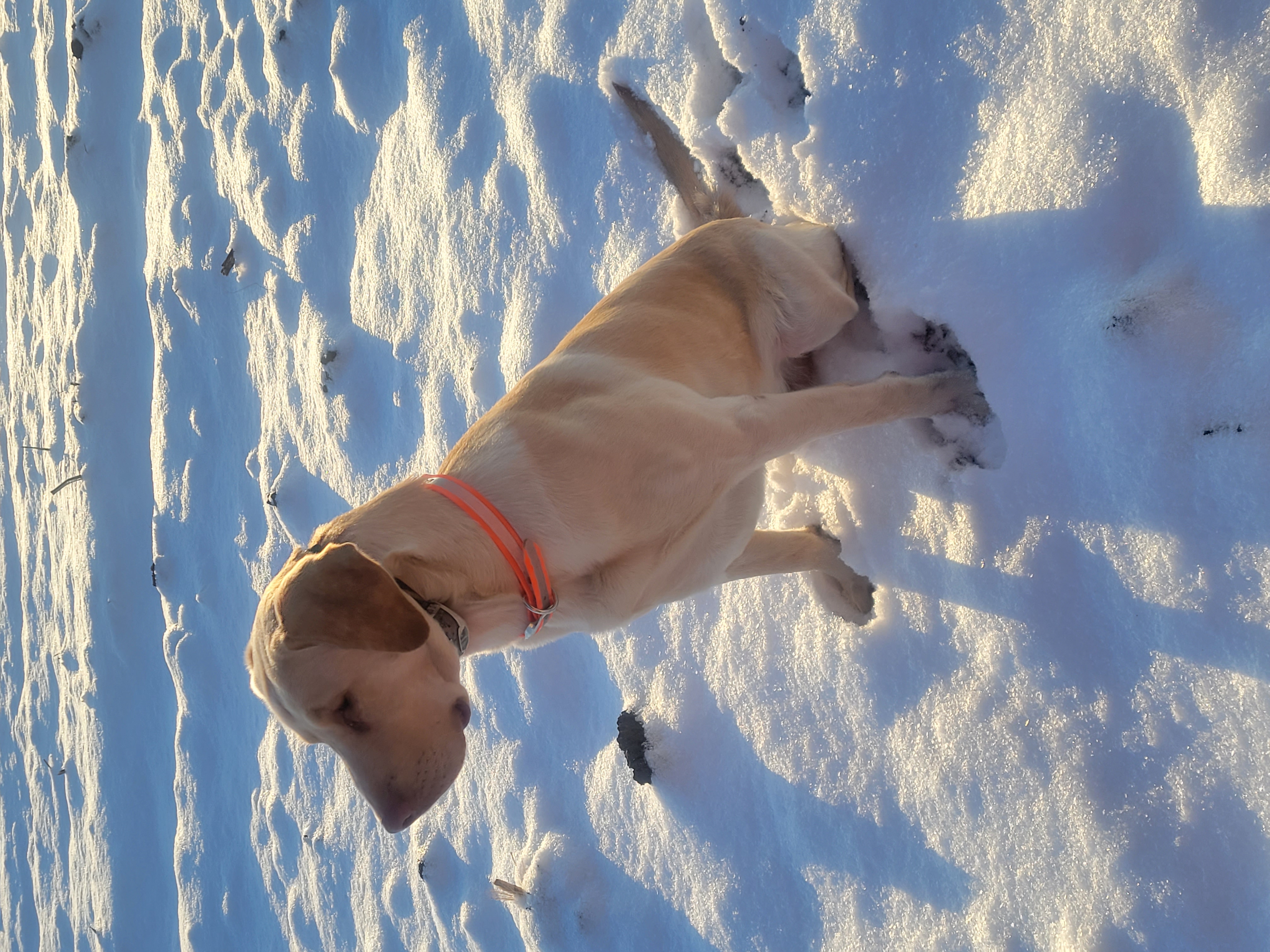 APR HR HiloRanch Trail Blazer JH | Yellow Labrador Retriver