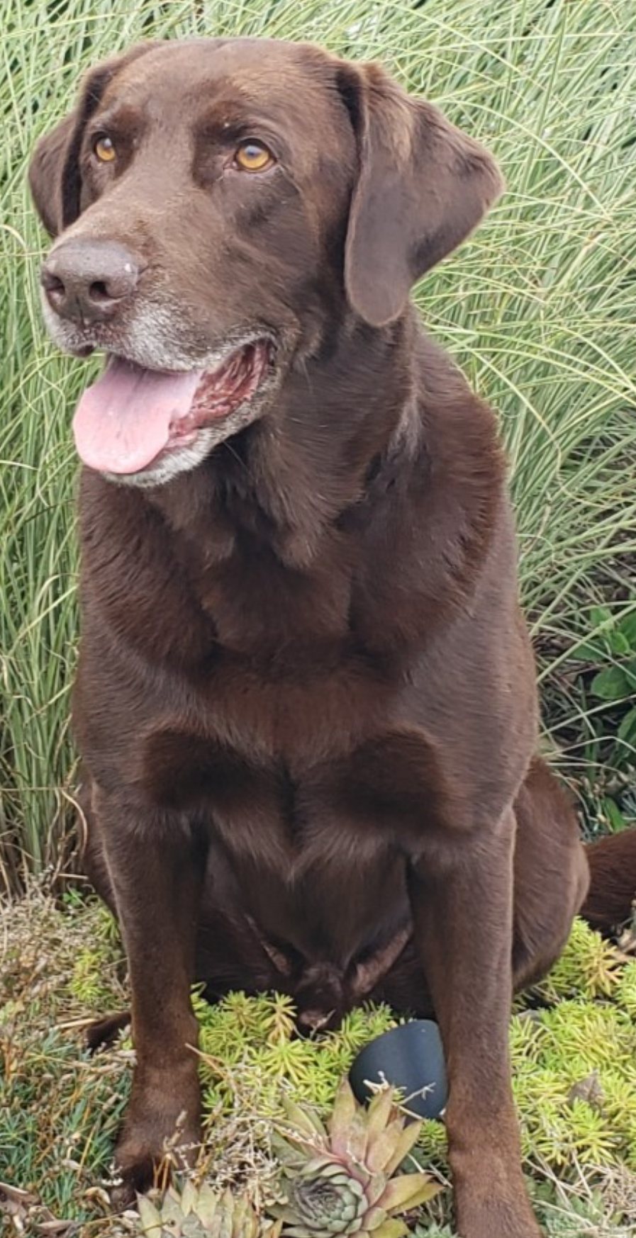 GMHR Harvest Thyme's Aimin To Please | Chocolate Labrador Retriver