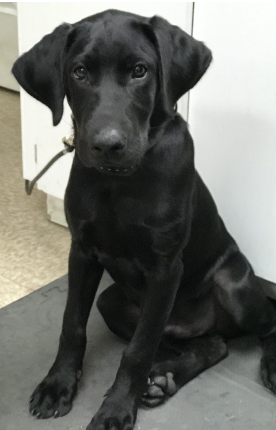 Flex’s Just One More Traveling Trace NDL QAA | Black Labrador Retriver