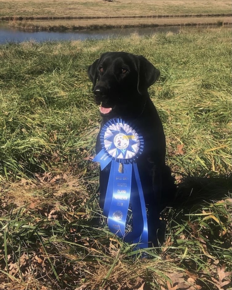 Flex’s Just One More Traveling Trace NDL QAA | Black Labrador Retriver