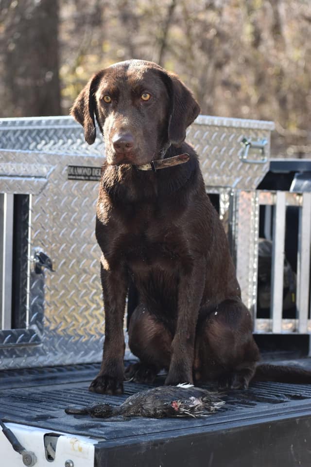 Bottomland Bayou Envy | Chocolate Labrador Retriver