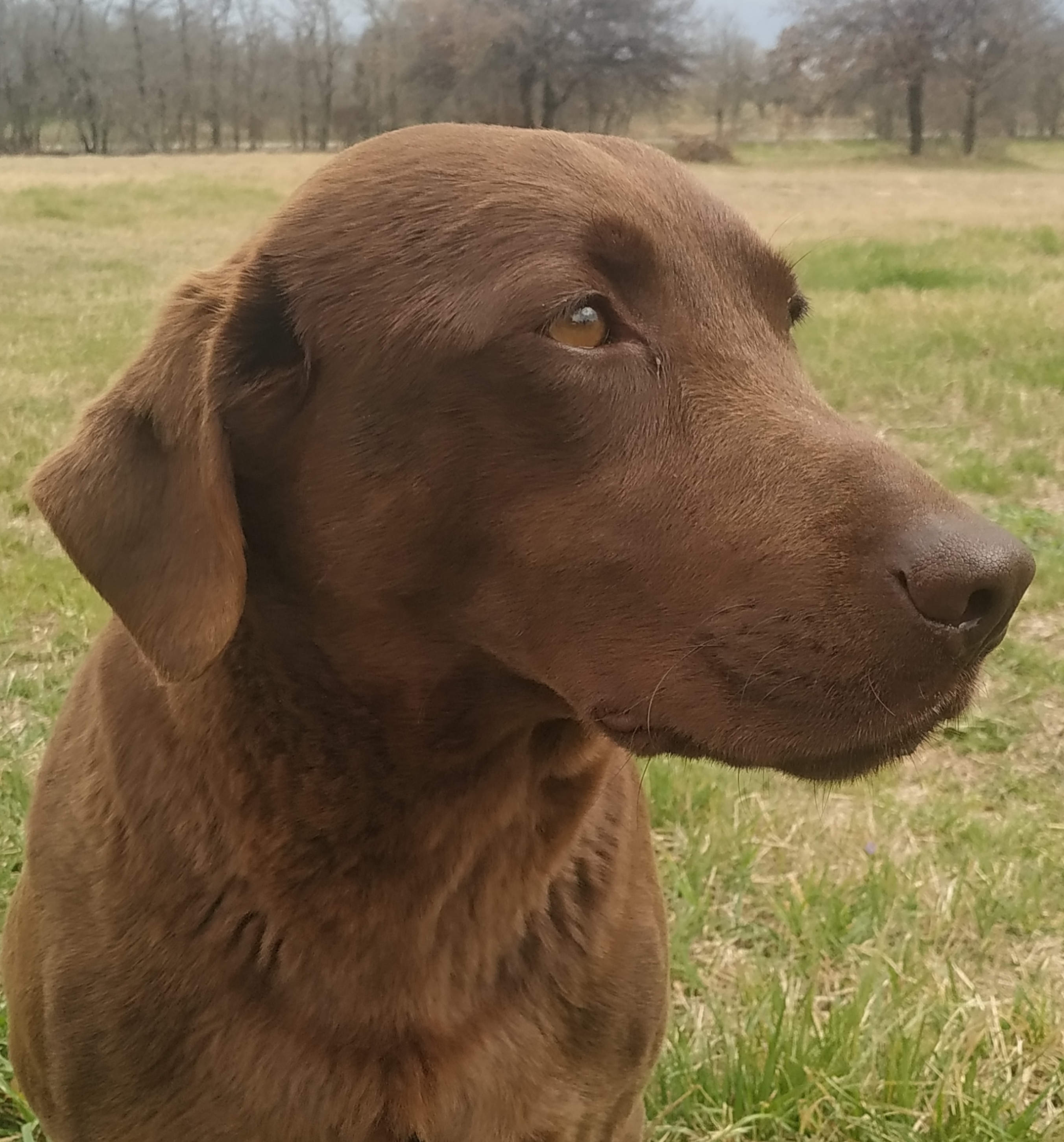 Washita's Slicki Nicki MH | Chocolate Labrador Retriver