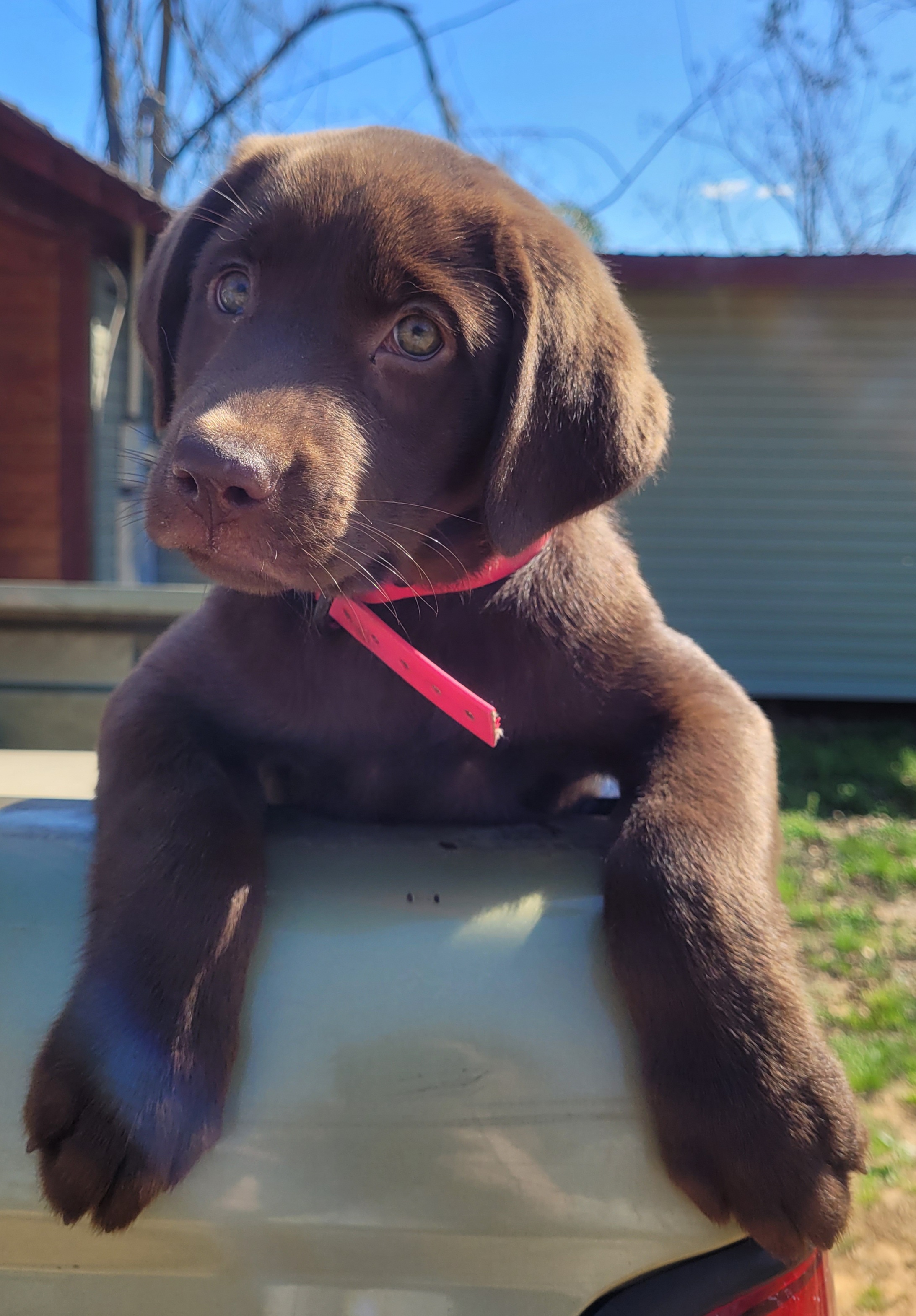 Folklore's Goddess Of Peace | Chocolate Labrador Retriver