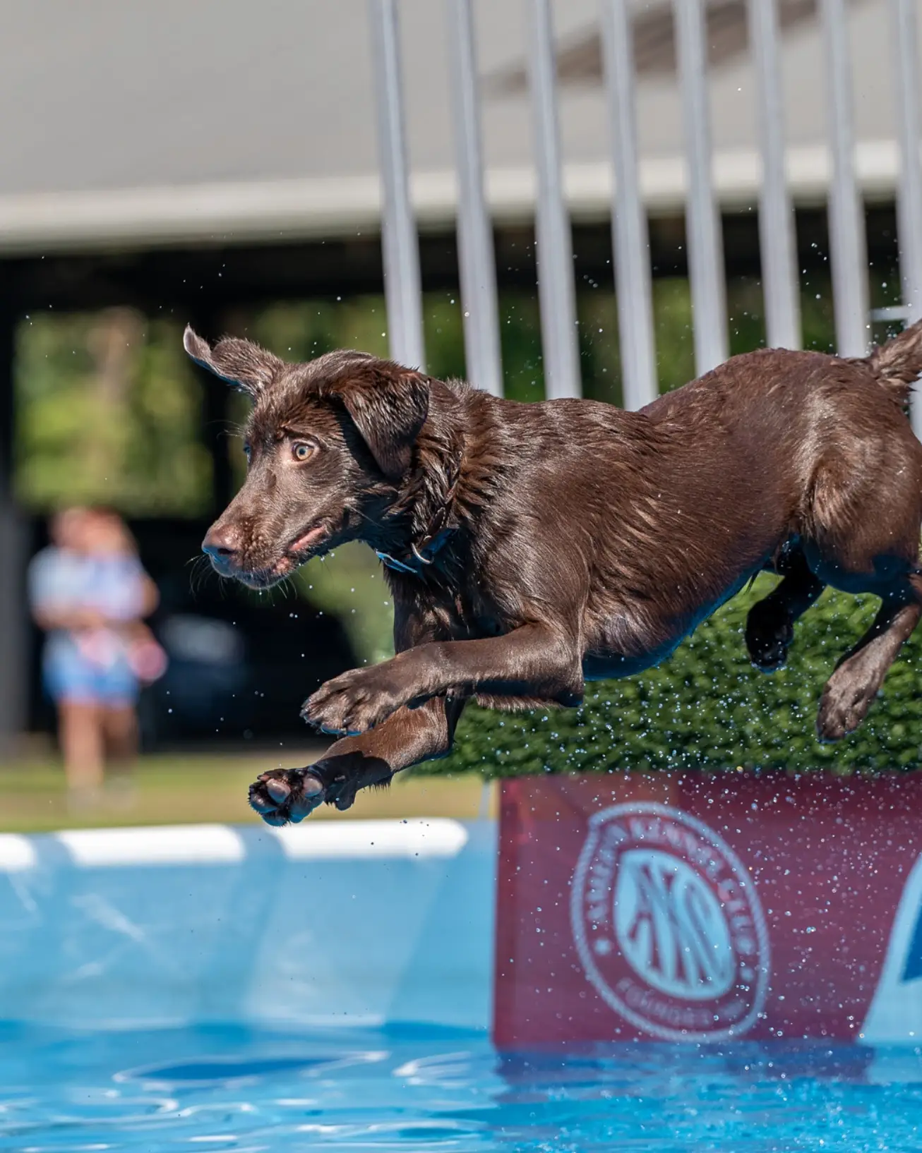 Folklore's Goddess Of Peace | Chocolate Labrador Retriver