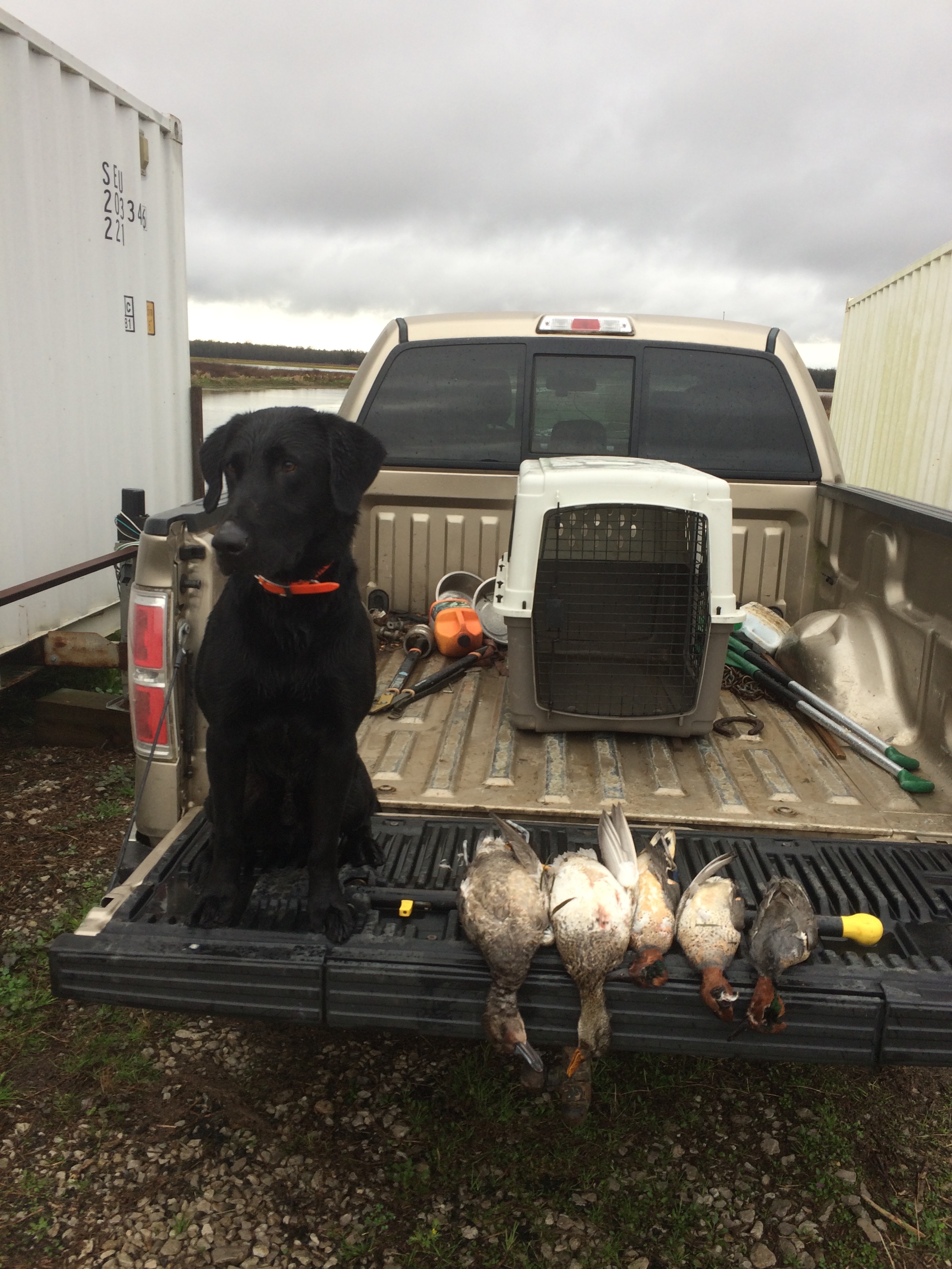 HRCH He's Been A Good Dog | Black Labrador Retriver