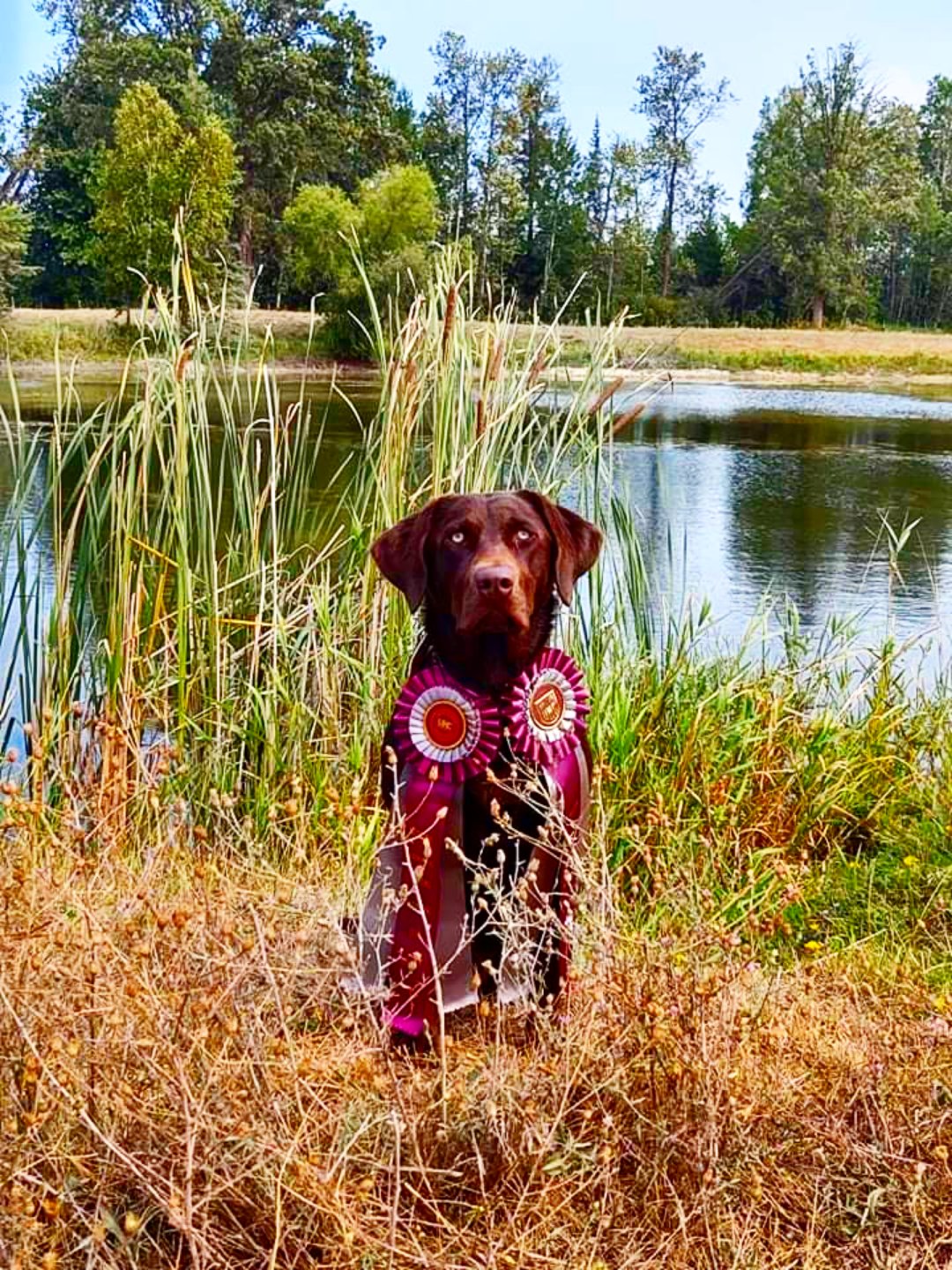 SHR Katy Mae Rabelrouser JH | Chocolate Labrador Retriver