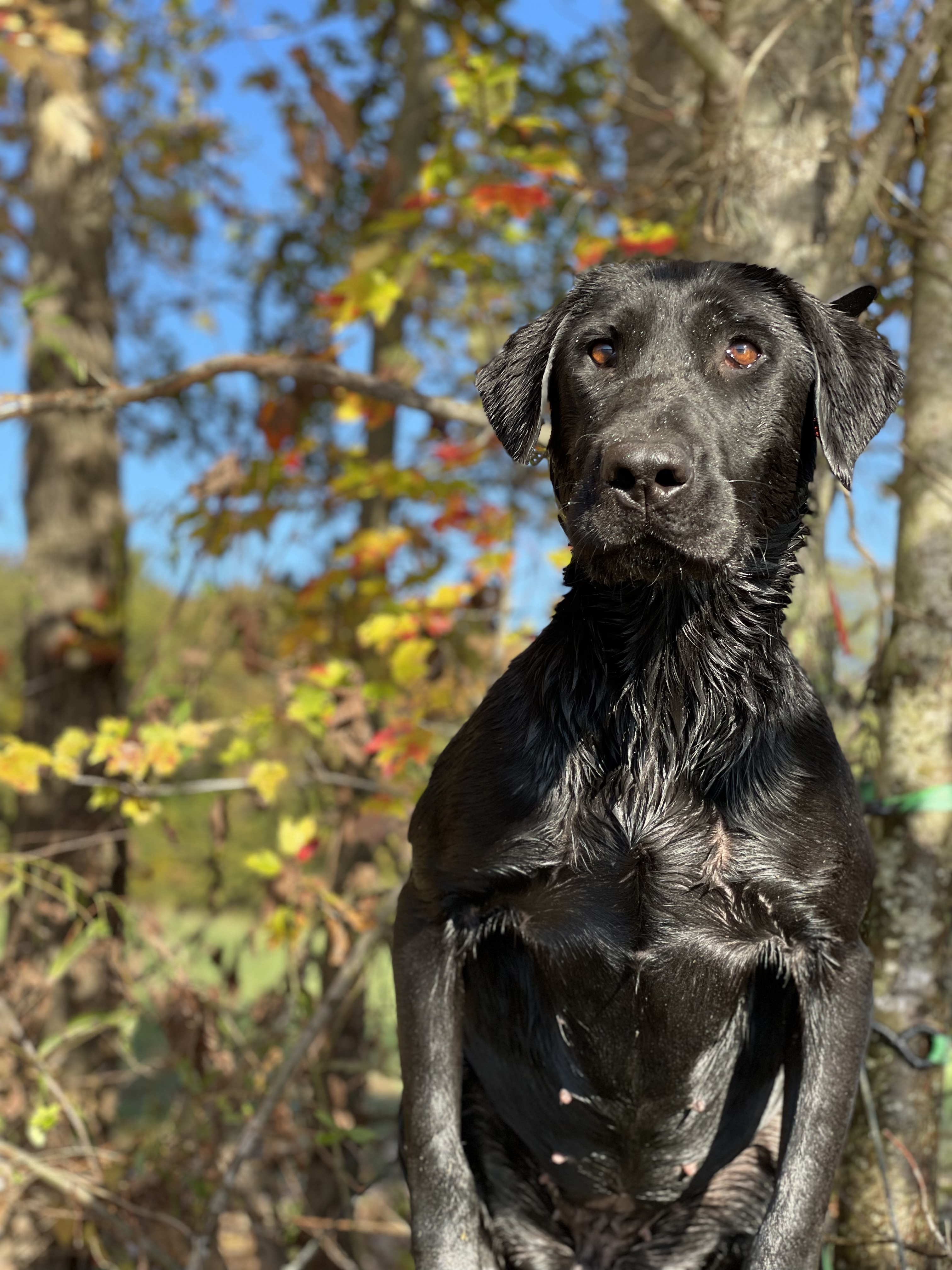 SHR PGD’s Long Cool Woman DS | Black Labrador Retriver