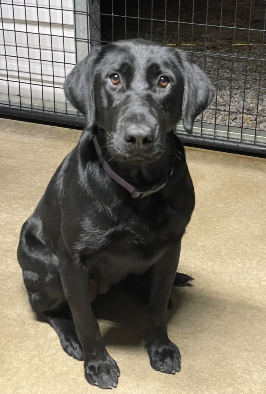 SHR PGD’s Long Cool Woman DS | Black Labrador Retriver