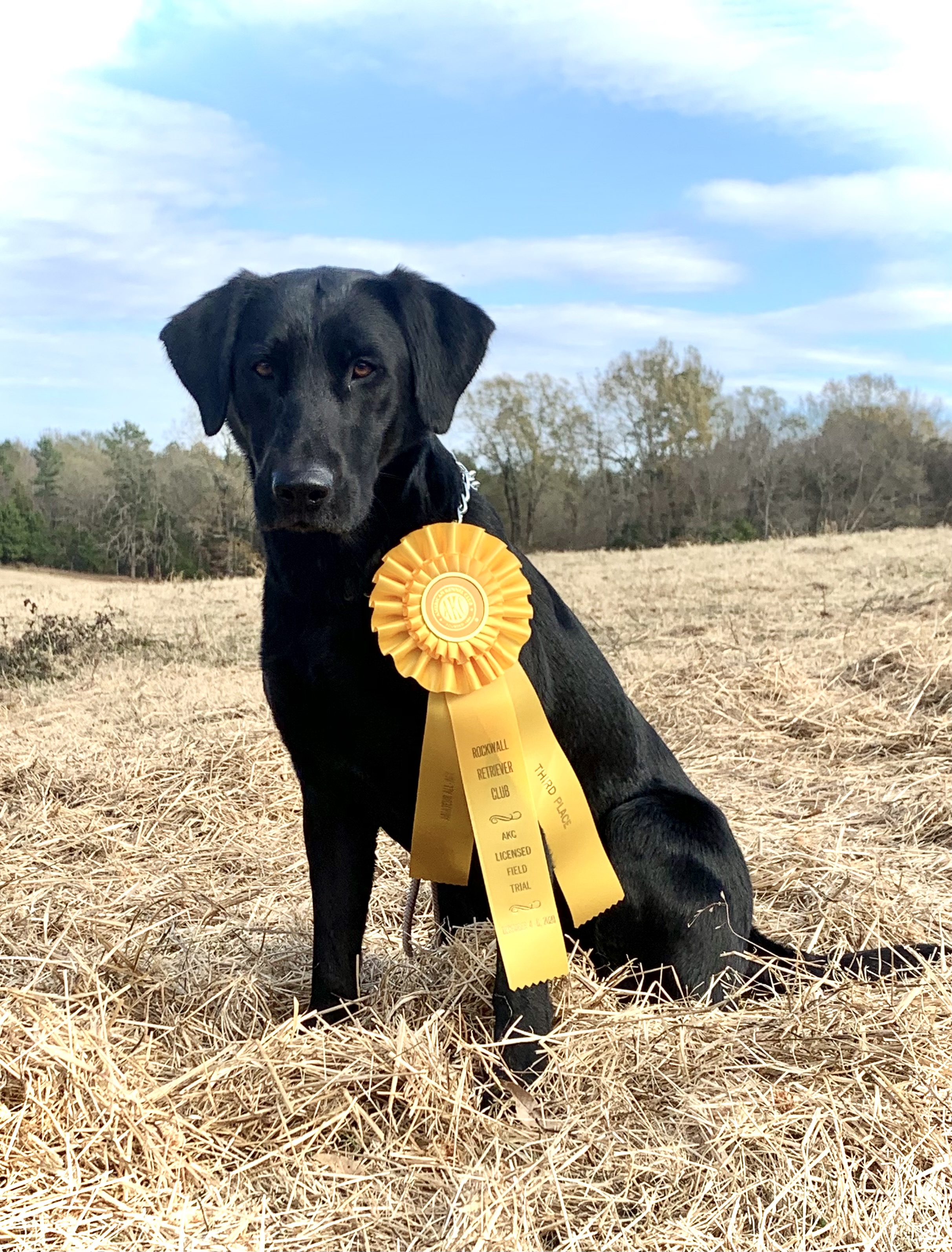 Wight's Behind The Eight Ball QA2 | Black Labrador Retriver