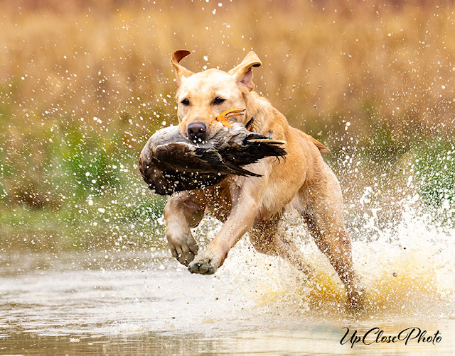 GHRCH Lil Bell Backwater Swamp Witch MH | Yellow Labrador Retriver