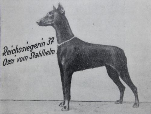 Ossi v. Stahlhelm | Brown Doberman Pinscher