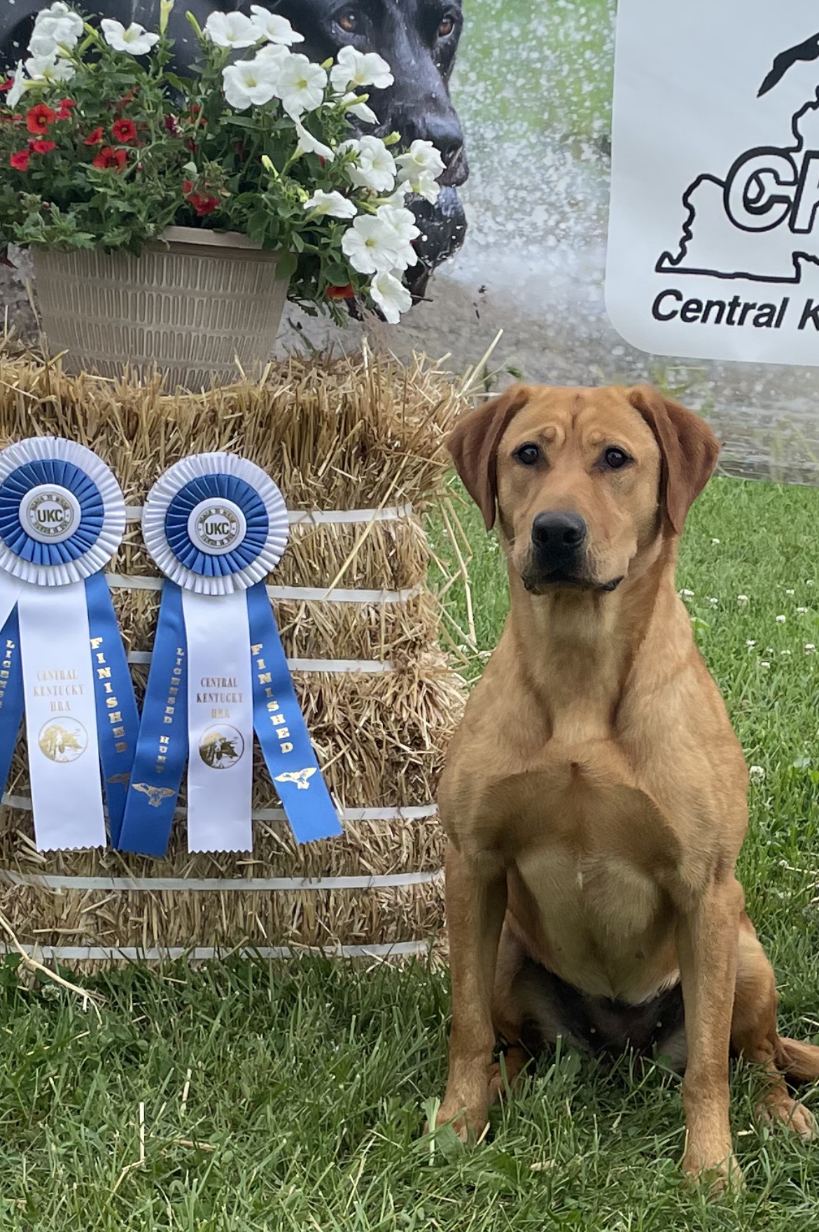 HRCH  Prairie States Lil Inferno | Yellow Labrador Retriver