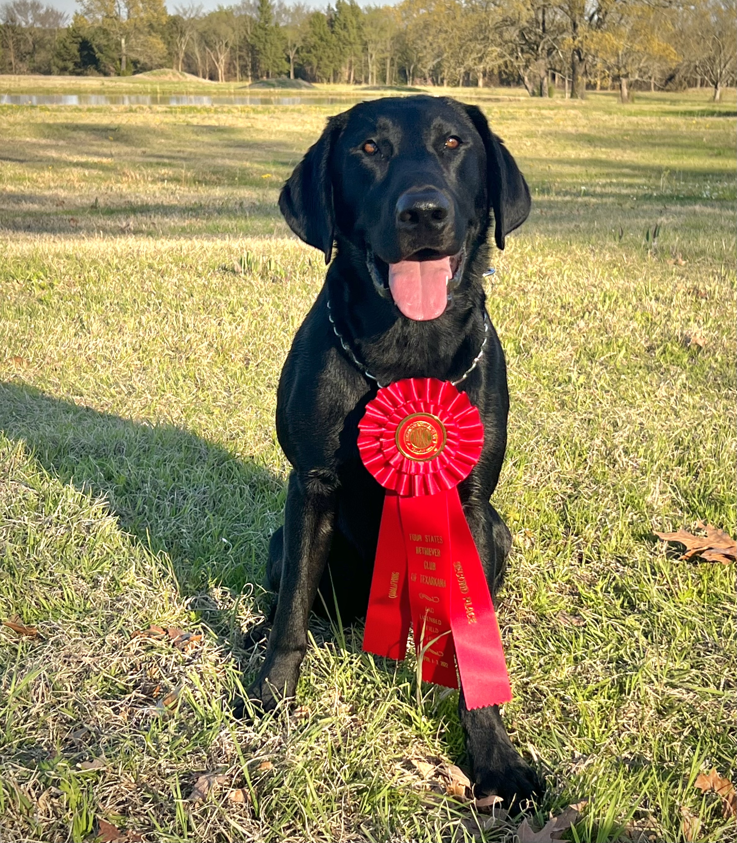 3Chords Handmade Texas Legend QAA | Black Labrador Retriver